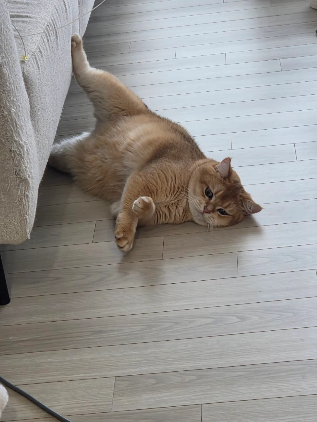 우디쓰